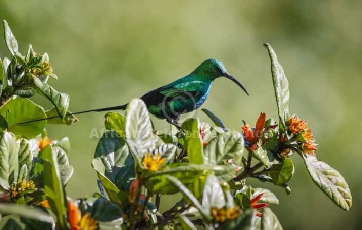 Malachite Sunbird on Wild Pomegranate