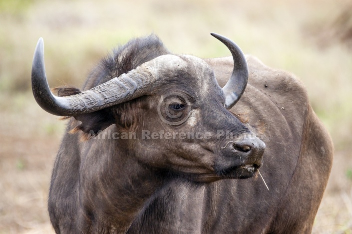 African Buffalo Cow