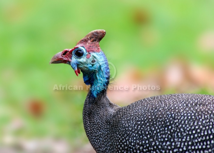 Helmeted Guineafowl in Profile