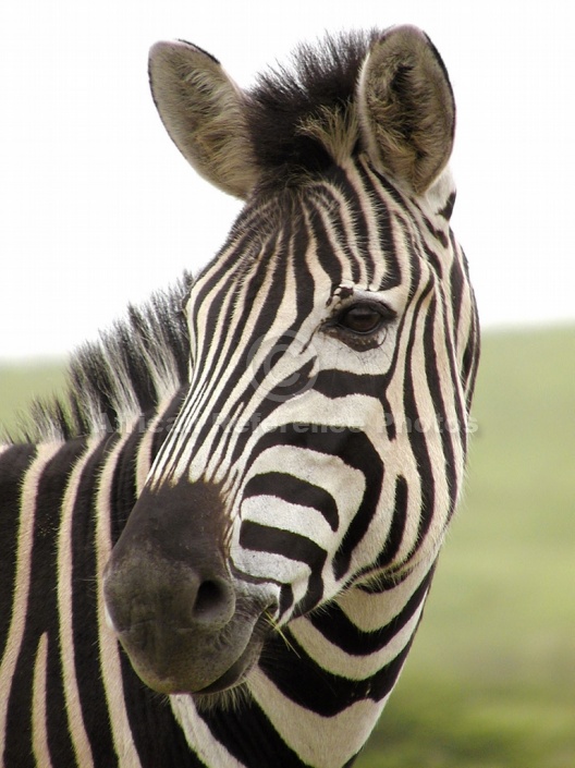 Zebra