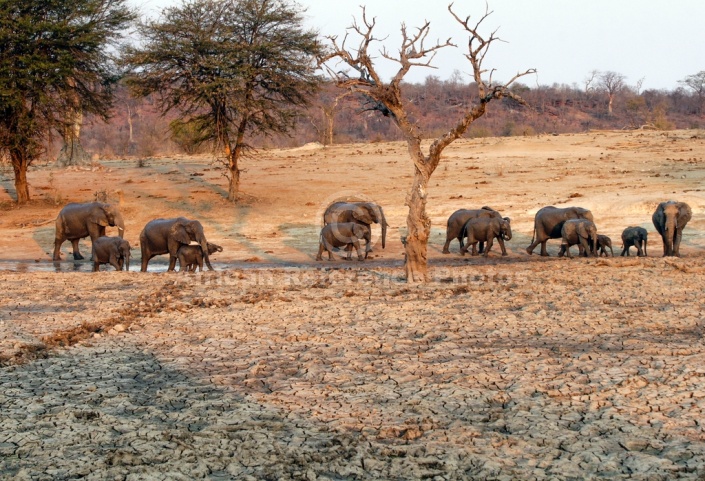 Elephant Herd at Muddy Waterhole