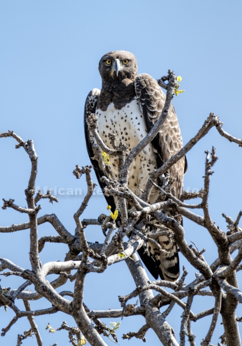 Martial Eagle