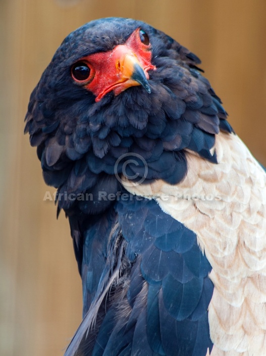 Bateleur eagle portrait, head tilted