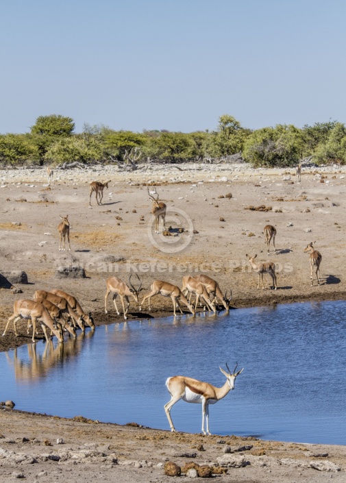 Impala and Springbok at Waterhole