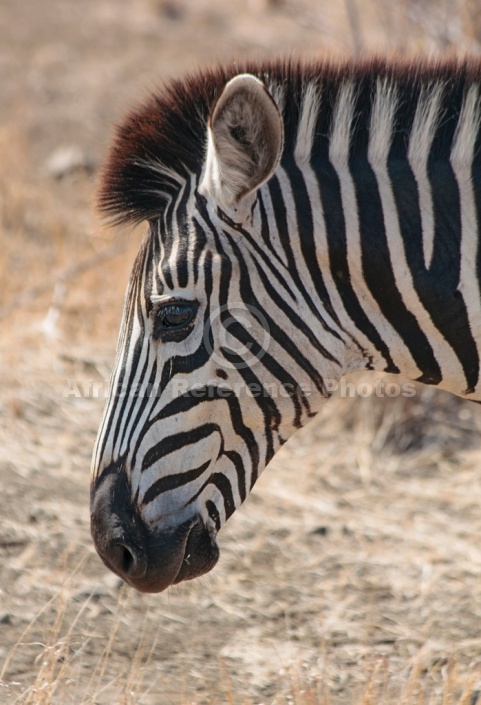Zebra head, close-up