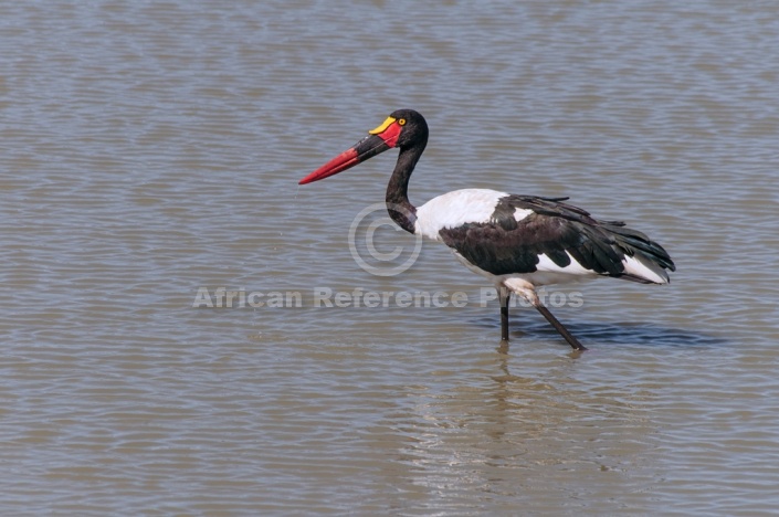 Saddle-billed Stork on the Hunt