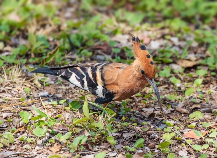 African Hoopoe