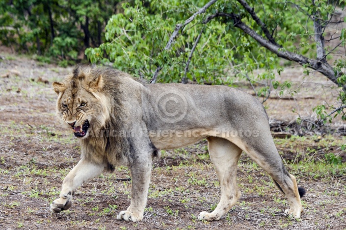 Lion Male Snarling