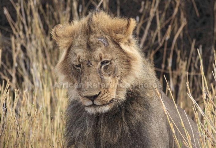 Male Lion