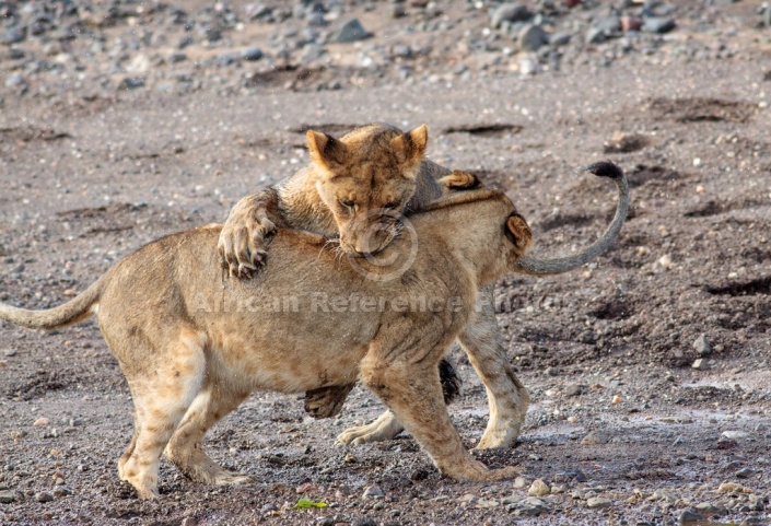 Lion Juveniles Practice Attack Skills