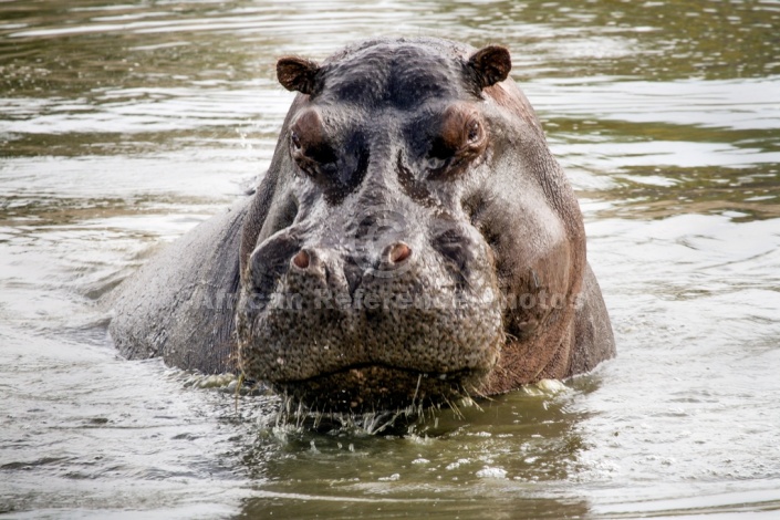 Hippo Portrait