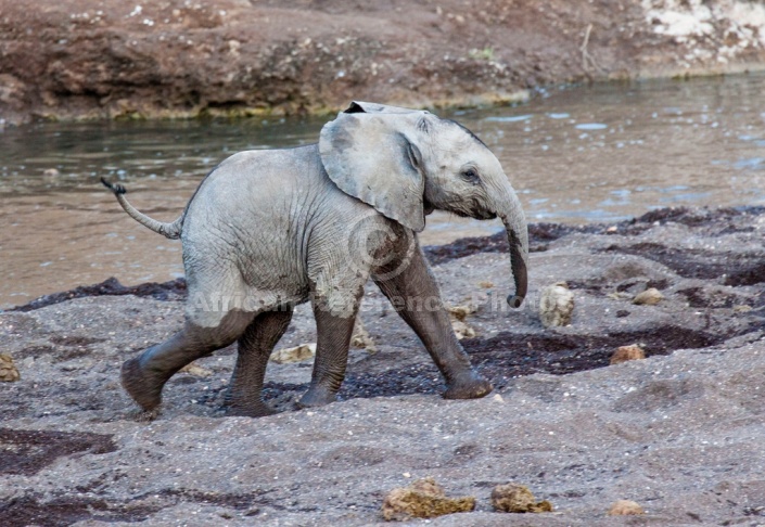 Baby Elephant Striding Out