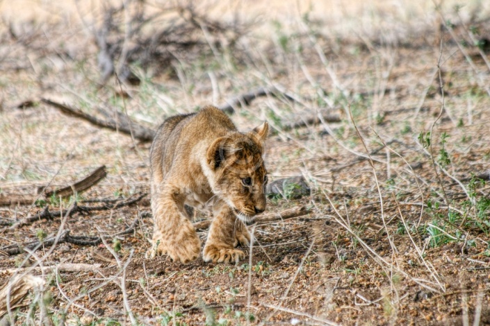 Lion Cub Showing Huge Paws