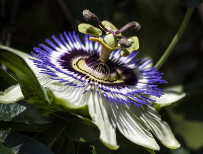 Granadilla Flower