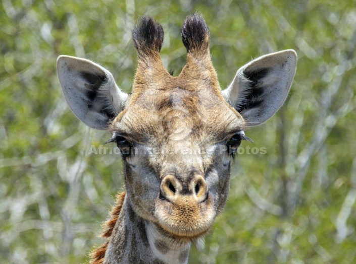 Giraffe Close-up