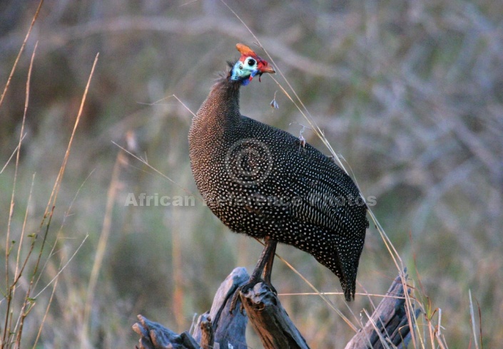 Helmeted Guineafowl in Morning Light