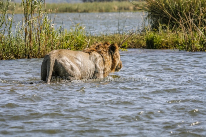 Swimming Making for Land