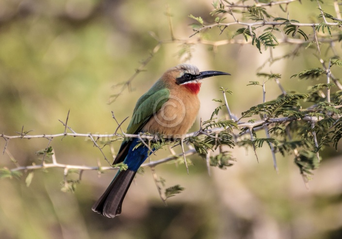 White-fronted Bee-eater