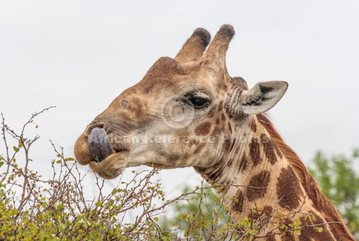 Giraffe with tongue out, photo for art reference