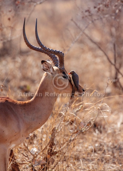 Impala Ram with Oxpecker