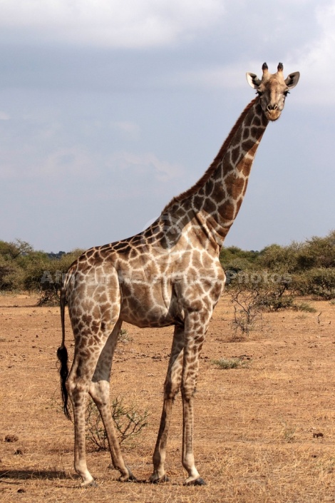 Giraffe Standing, Side-on View