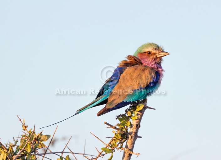 Lilac-breasted roller perching in warm sunlight