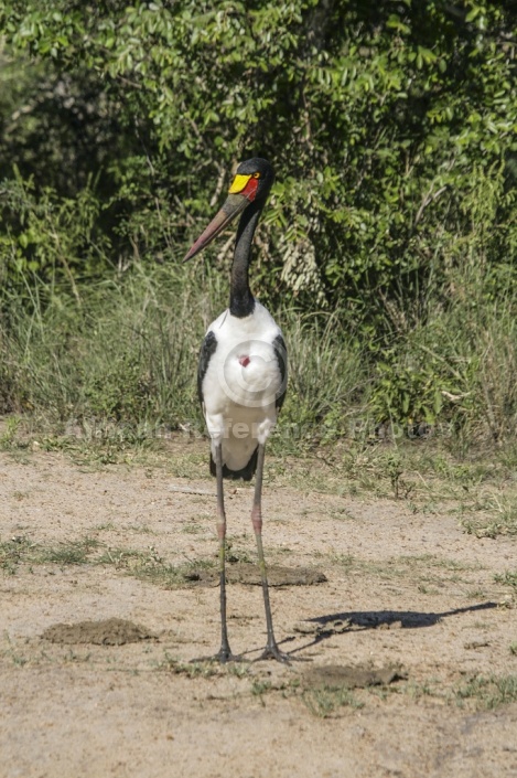 Saddle-billed Stork