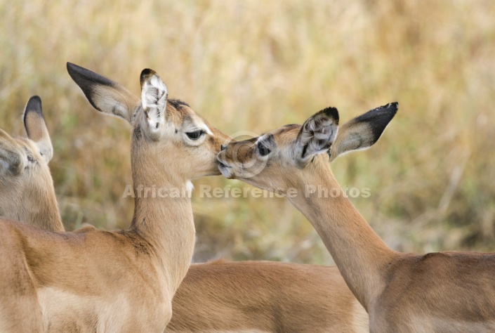 Baby Impalas Nuzzling