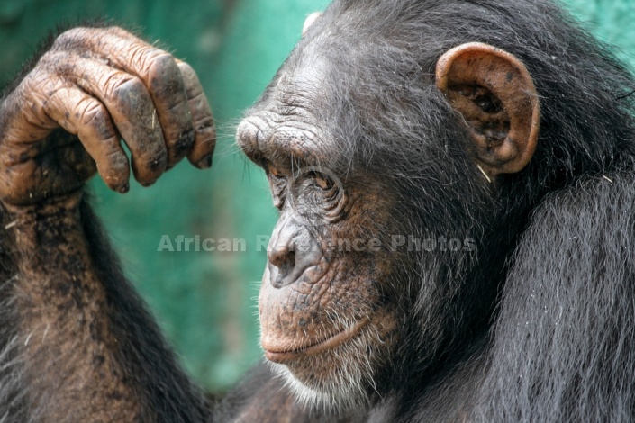 Chimpanzee Close-up, Side-on View