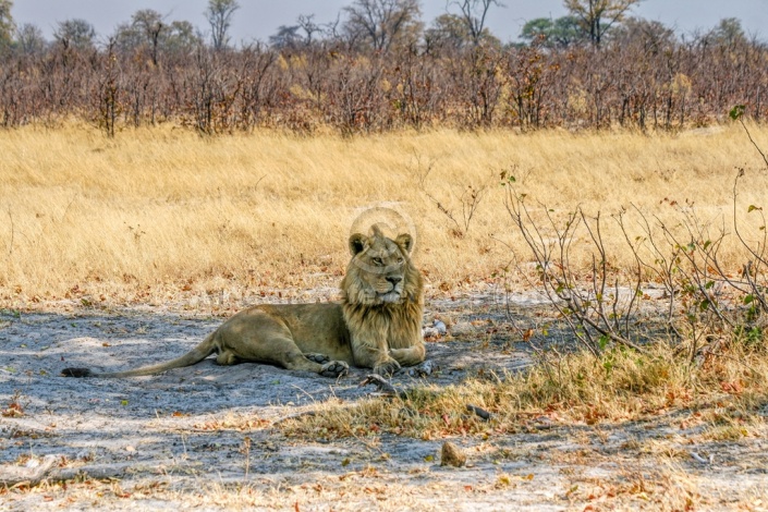 Young Male Lion