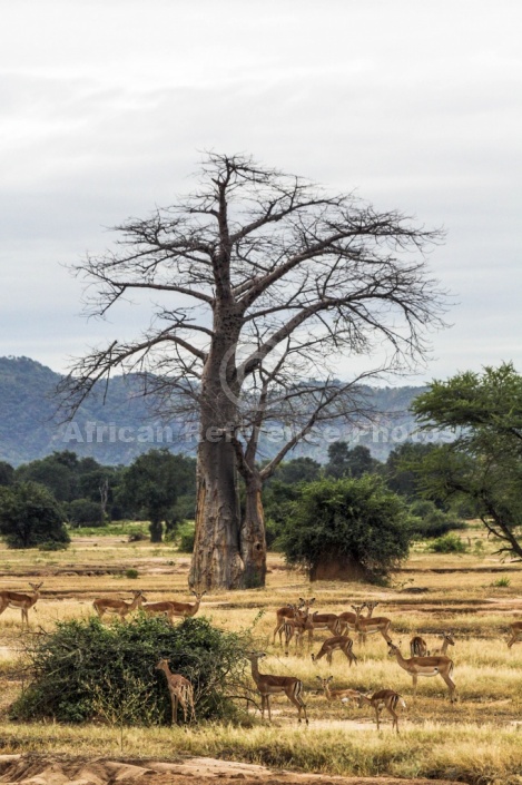 Lower Zambezi Scenic