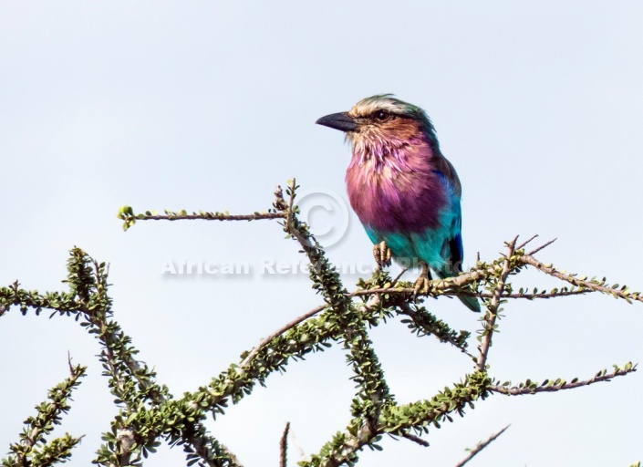 Lilac-breasted Roller on Branch