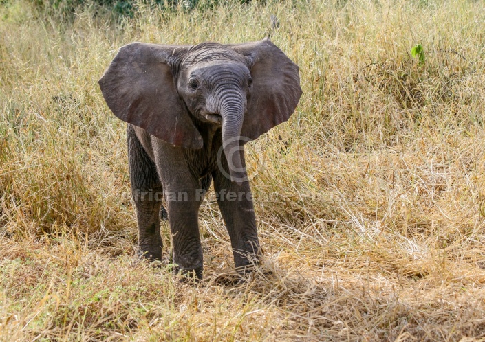 Baby Elephant