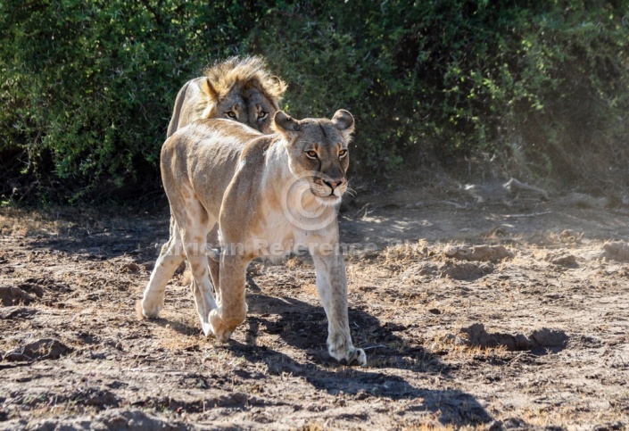 Lion Male Tracking Lioness