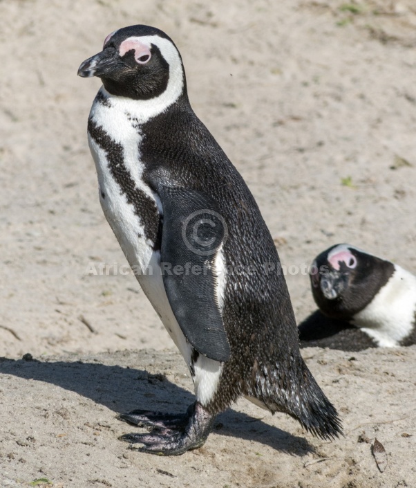 African Penguin