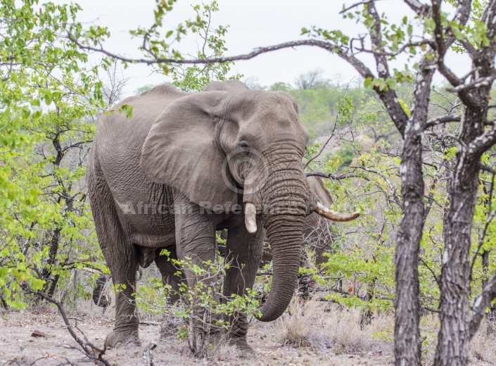 Elephant in Wooded Area