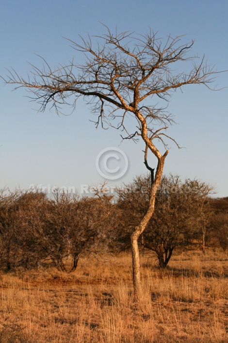 Paperbark Acacia Tree