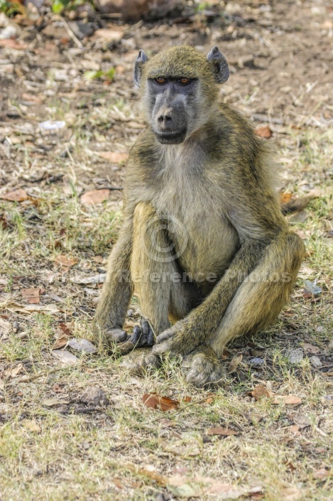 Baboon Seated on Grass