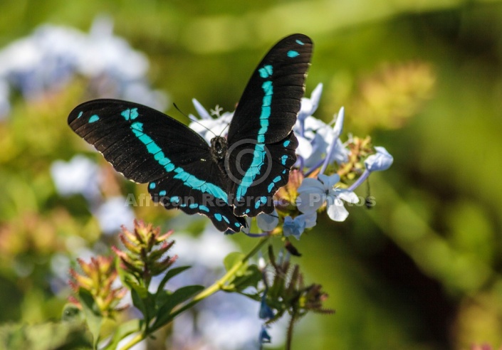 Blue-banded Swallowtail Butterfly with Wings Spread