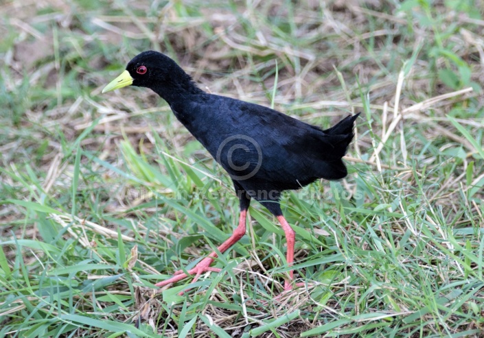 Black Crake