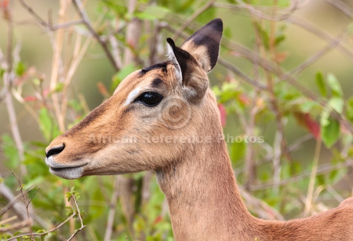 Impala female, Kruger Park