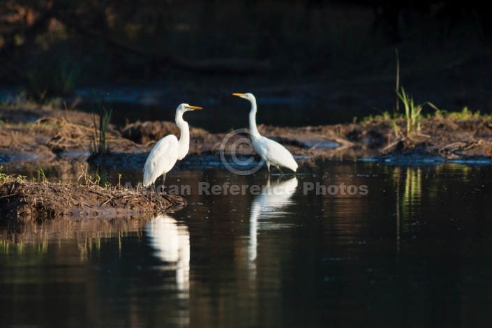 Great Egret Duo