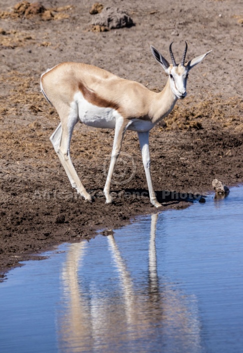 Springbok Standing at Waterhole