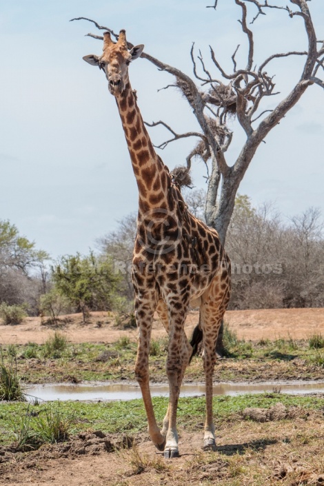 Giraffe male standing tall near waterhole