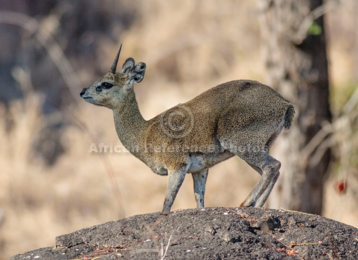 Klipspringer male, side-on view