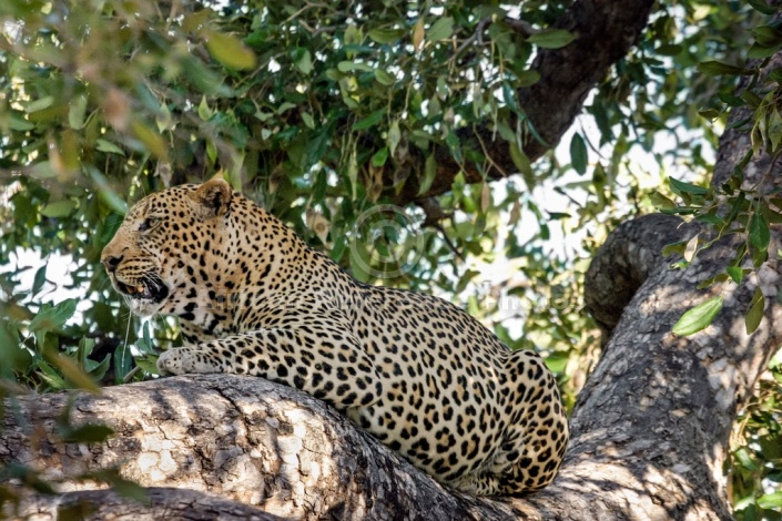 Leopard in Dappled Shade