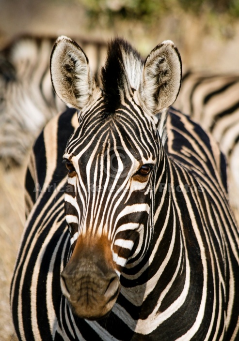 Close-Up of Zebra