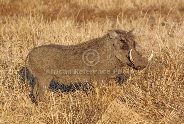 Warthog