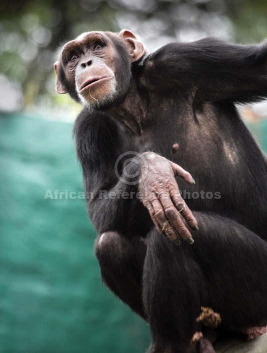 Chimpanzee Looking into Distance