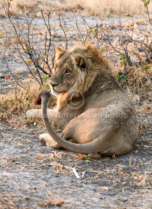 Lion Male Looking to Side